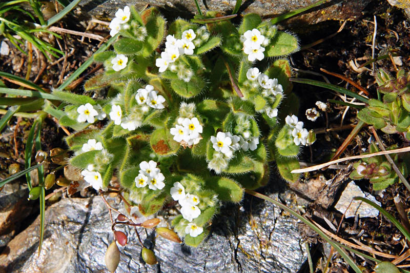 Anchusa? no, Myosotis